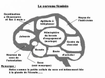Cerveau F&eacute;minin